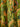 Farm Rio Mujer Barcelona Vestido Fruncido Tropical color Multicolor sku 733-000024 01 - Foto 4