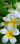 Frangipani — un nou codi
