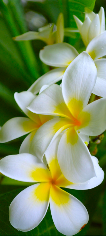 Frangipani — un nou codi